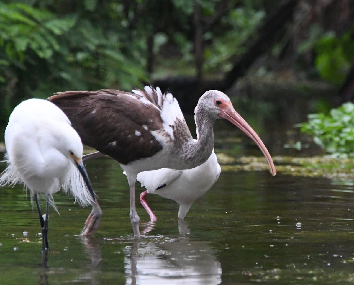 White Ibis - Leonardo Guzmán (Kingfisher Birdwatching Nuevo León)