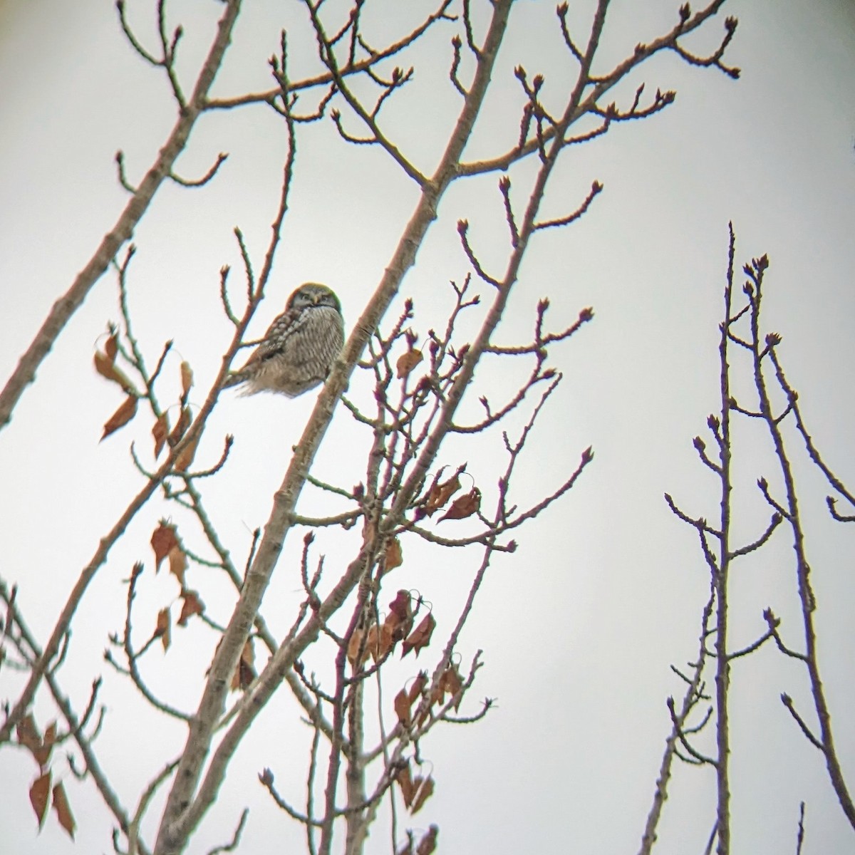 Northern Hawk Owl - Rebecca Smith