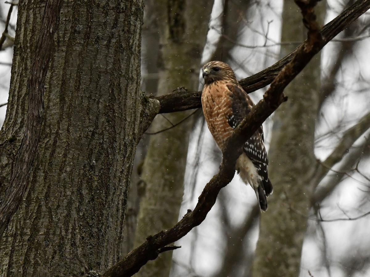 Red-shouldered Hawk - Bill Massaro