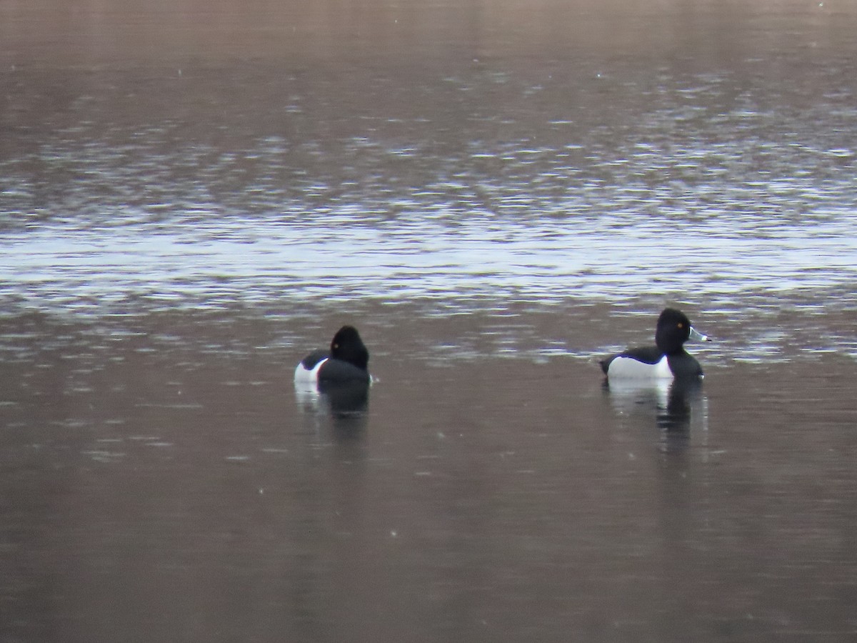 Ring-necked Duck - ML539436151