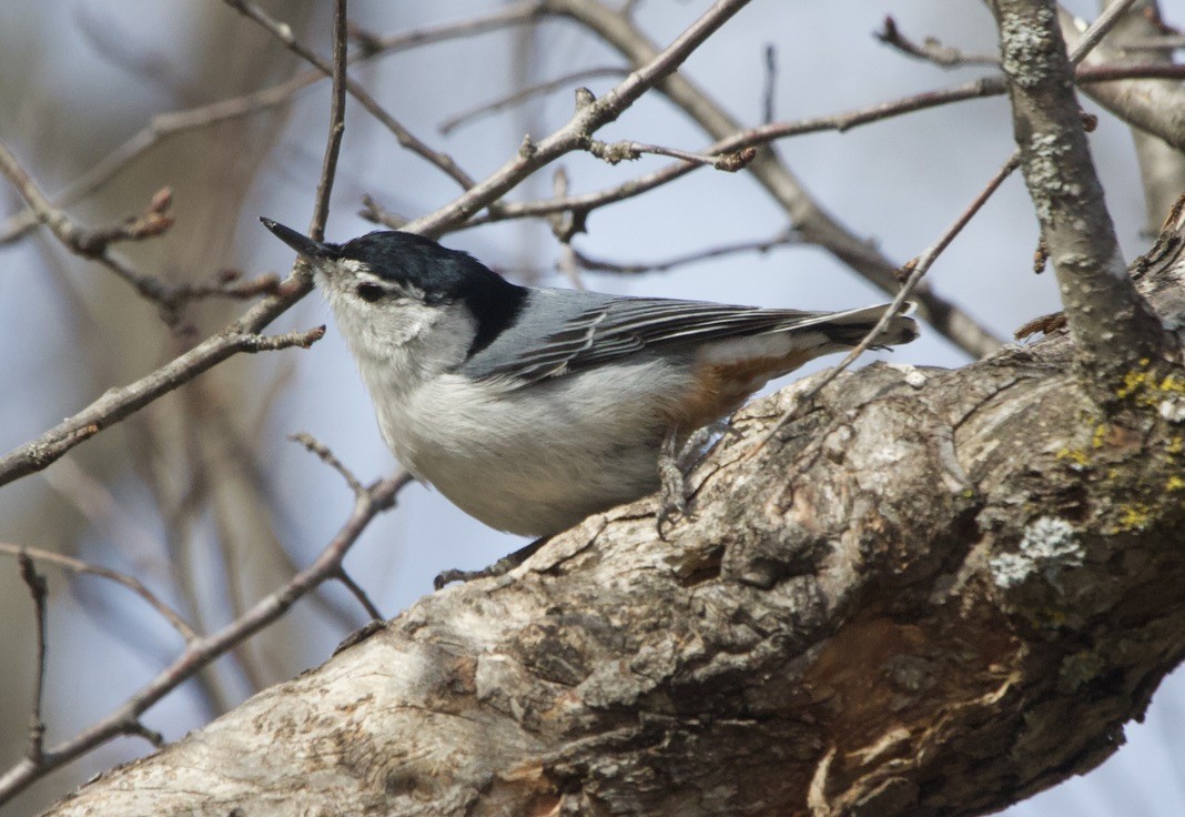 White-breasted Nuthatch - ML539436631