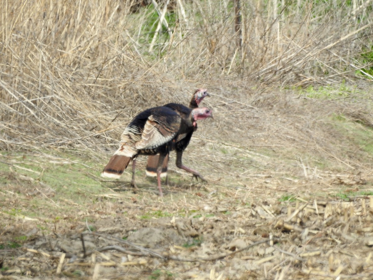 Wild Turkey - ML53943671