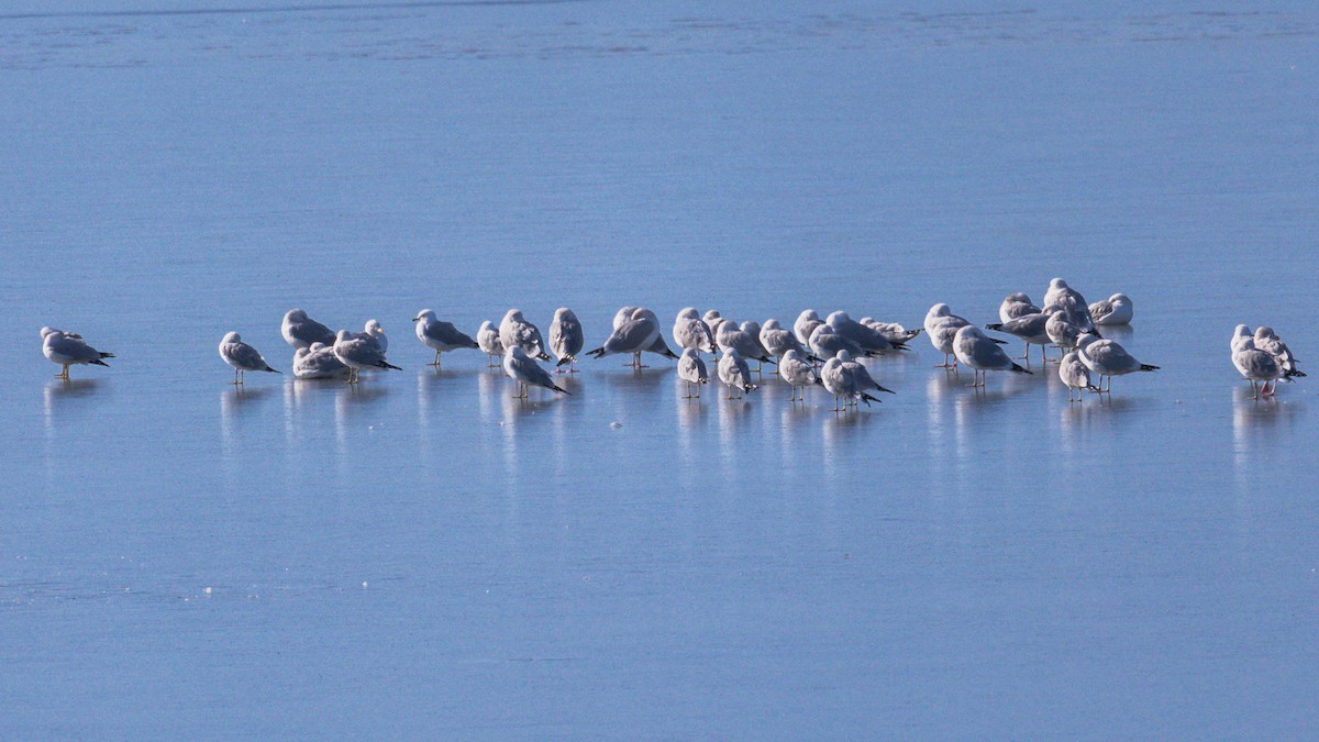 Ring-billed Gull - ML539437761