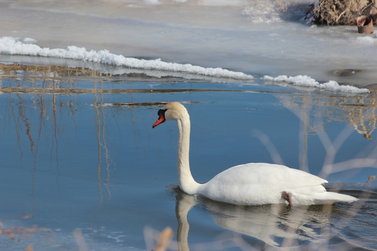Mute Swan - ML539437921