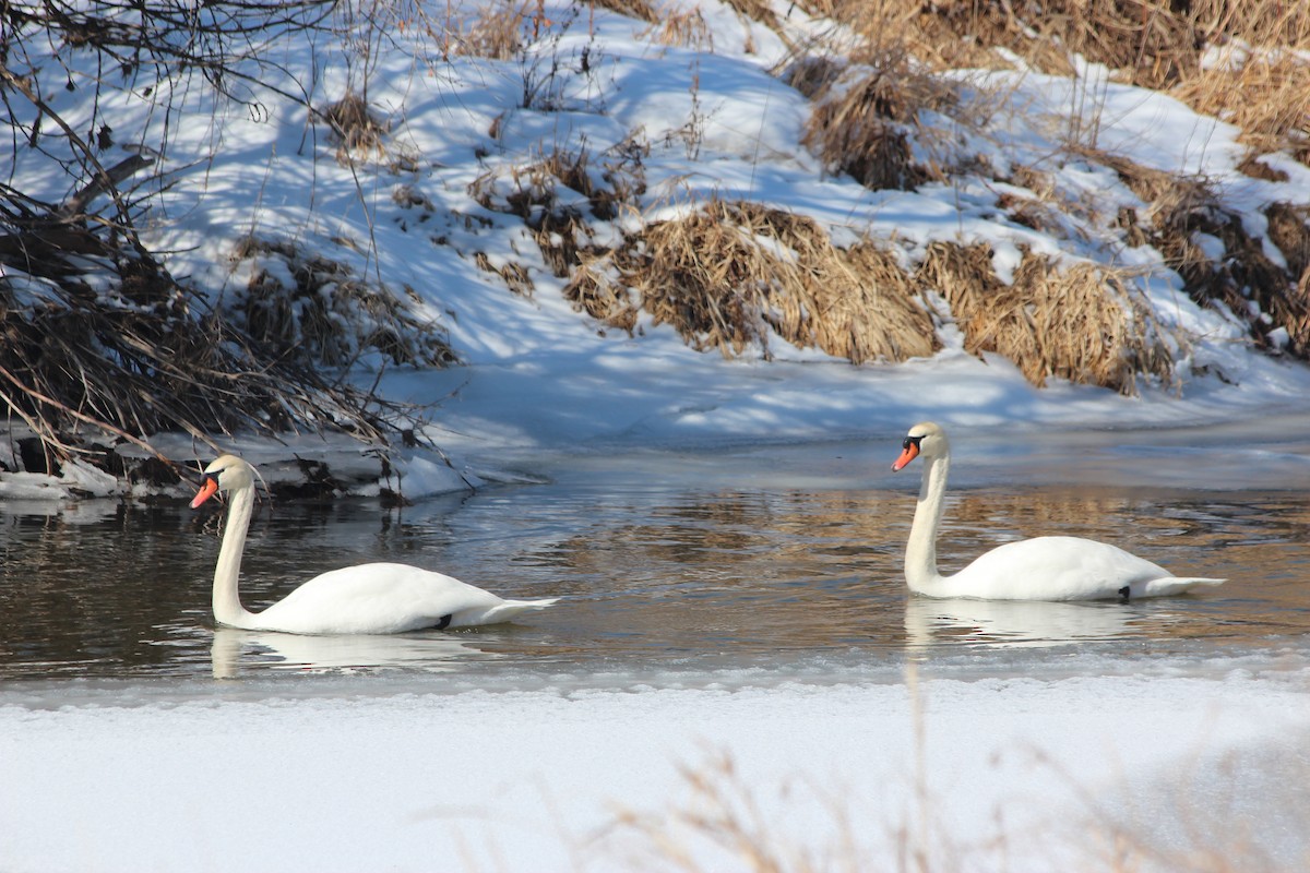 Mute Swan - ML539437931