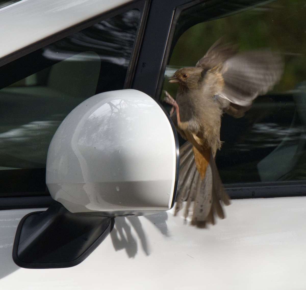 California Towhee - ML539438291