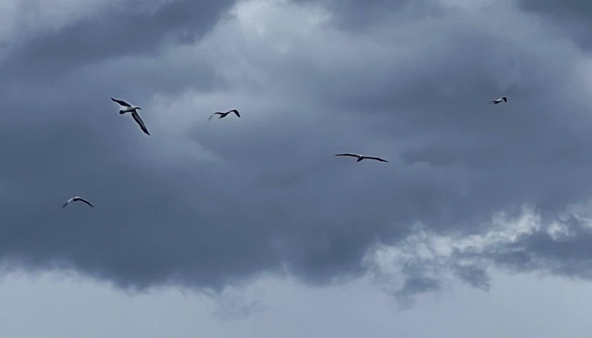 Australasian Gannet - ML539438371