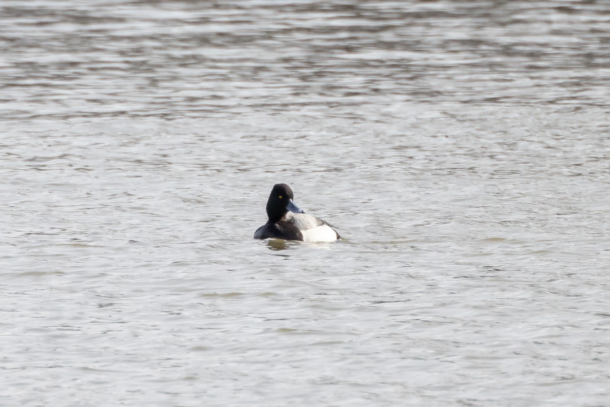 Lesser Scaup - ML539438821