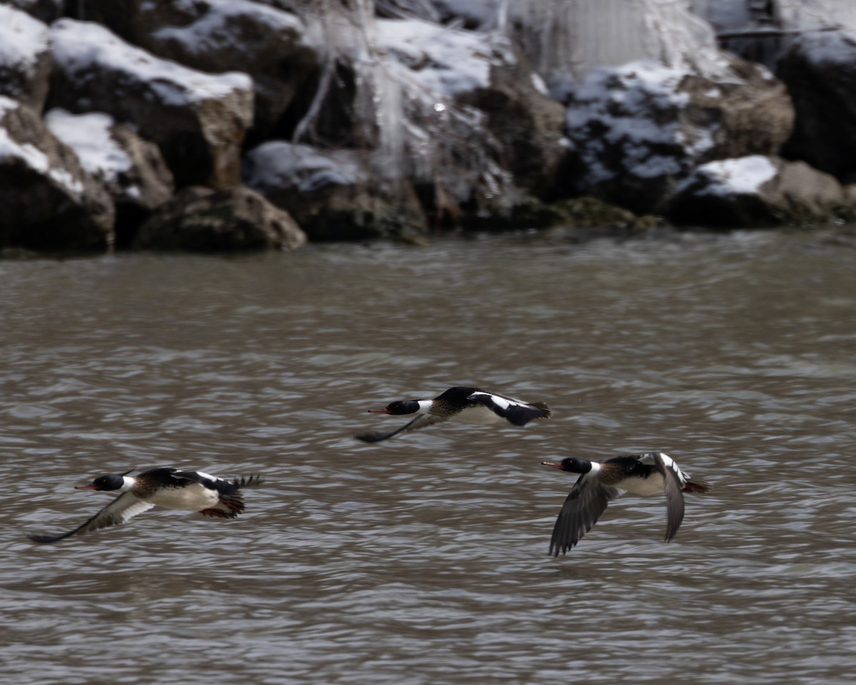 Red-breasted Merganser - ML539439201