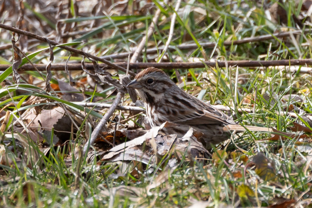 Song Sparrow - ML539439731