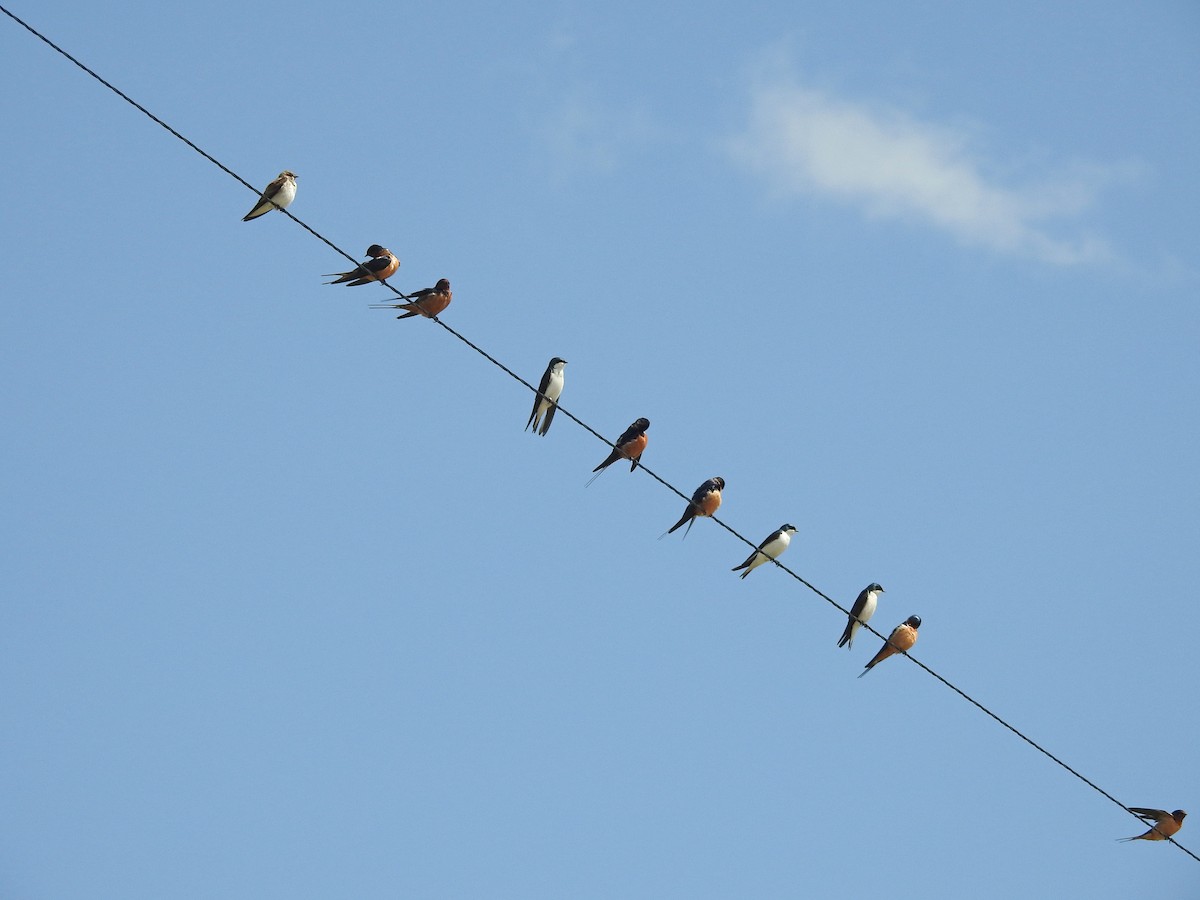 Northern Rough-winged Swallow - ML53944021