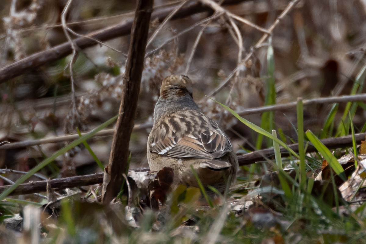 White-crowned Sparrow - ML539440361