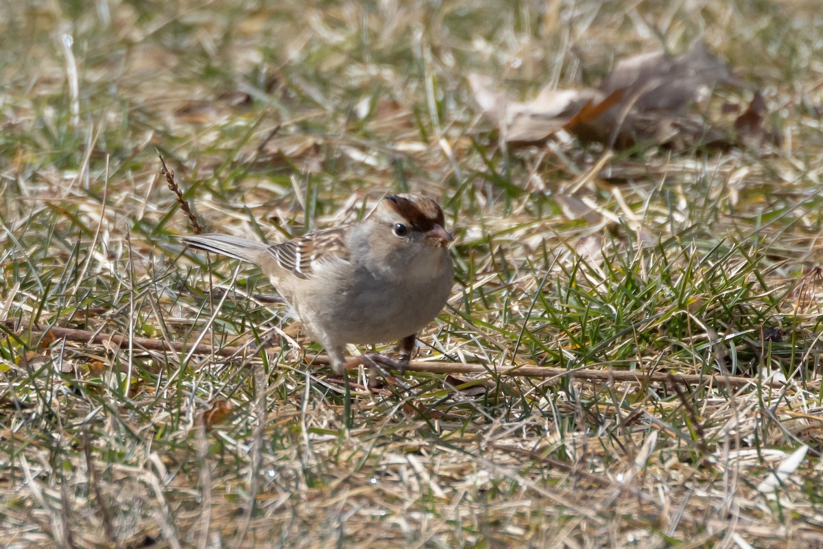 Bruant à couronne blanche - ML539440371