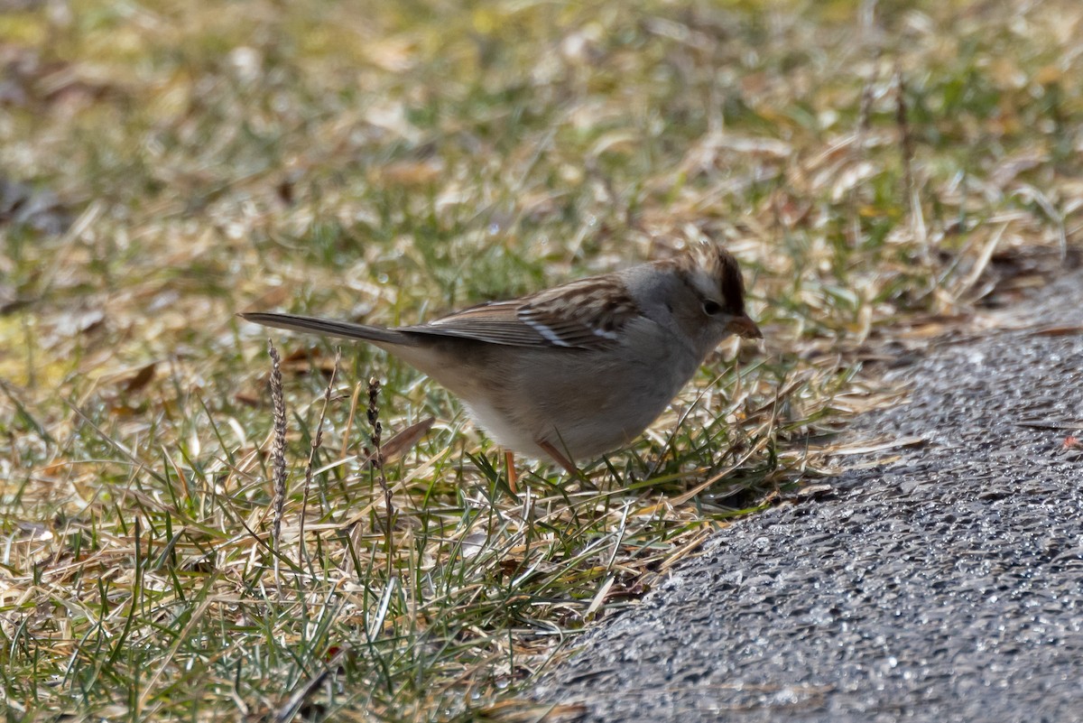 White-crowned Sparrow - ML539440381