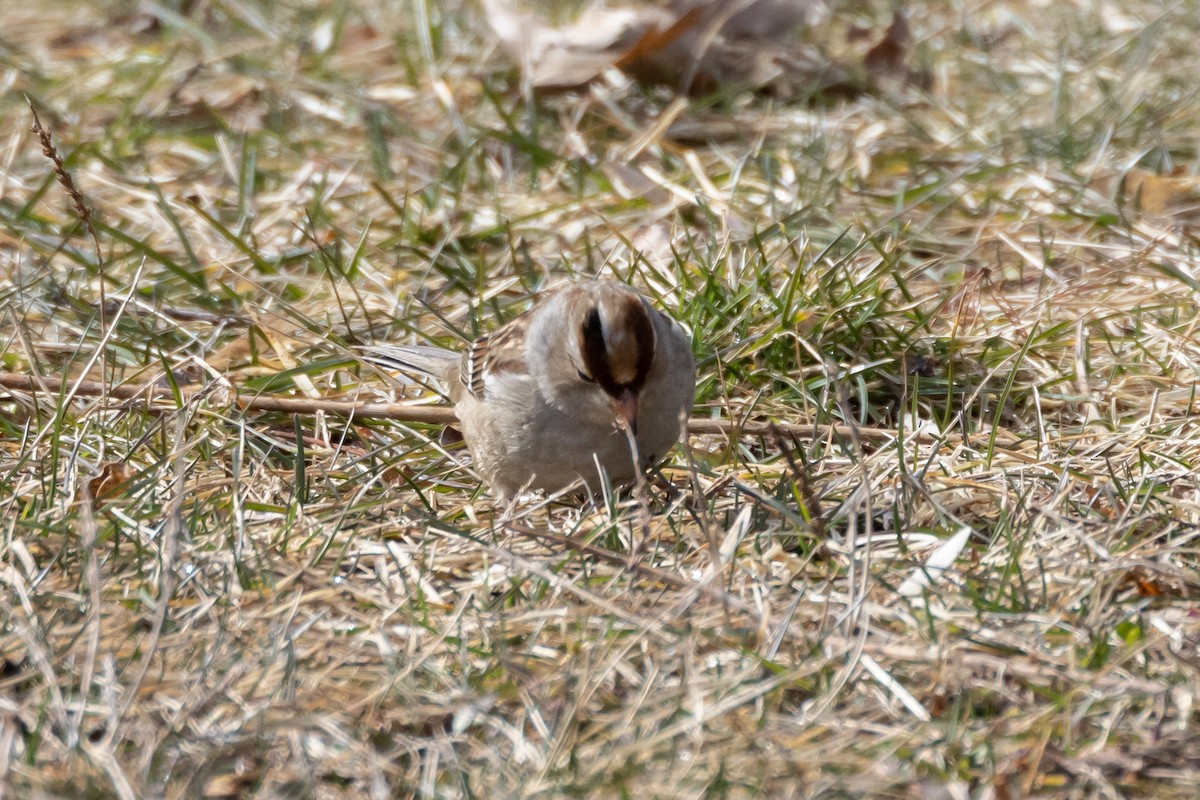 White-crowned Sparrow - ML539440391