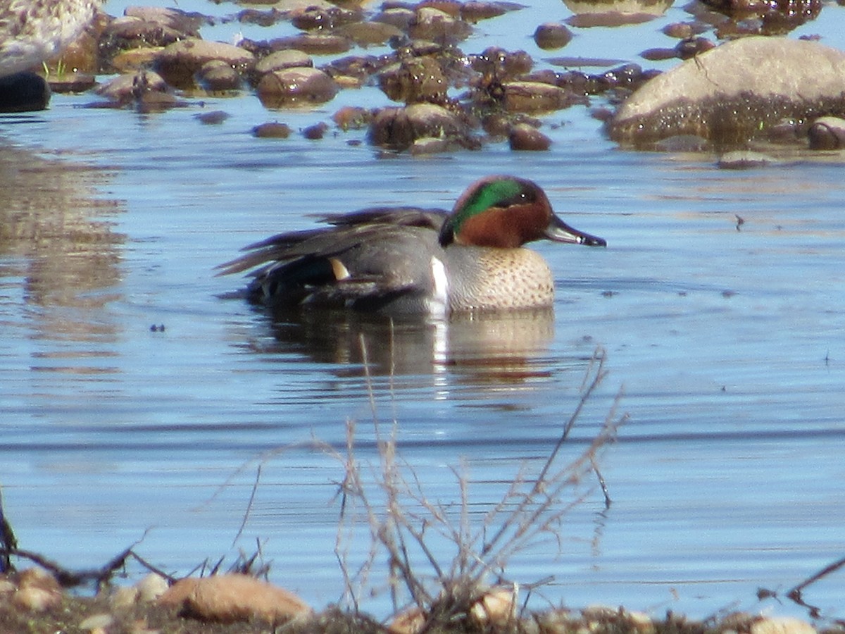 Green-winged Teal - ML539440461