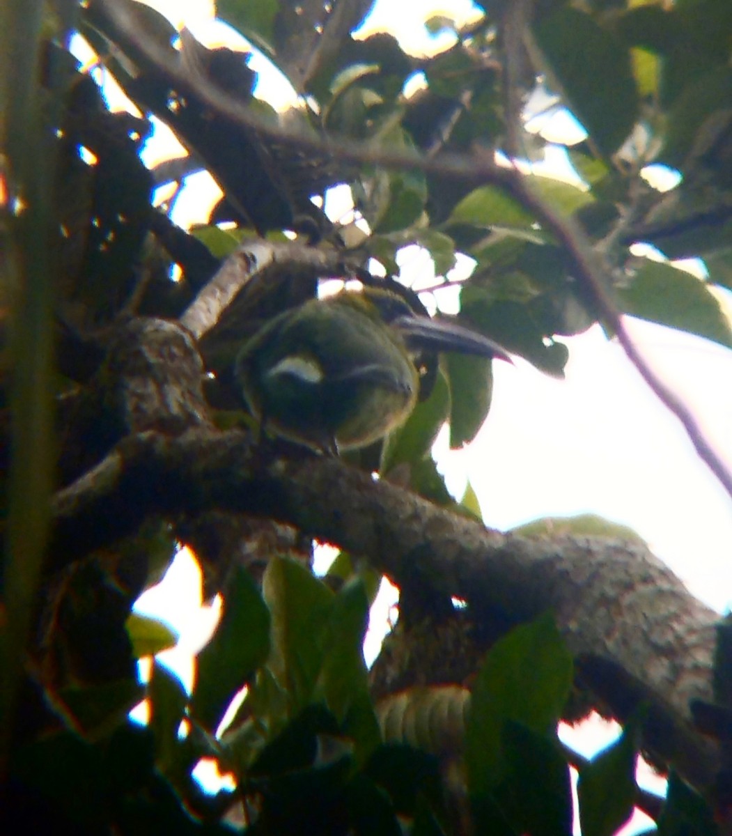 Groove-billed Toucanet - ML539440891