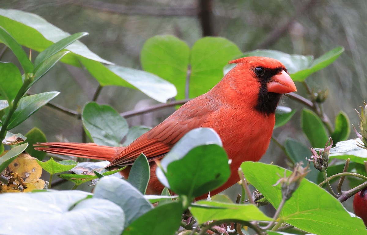 Cardinal rouge - ML539441231