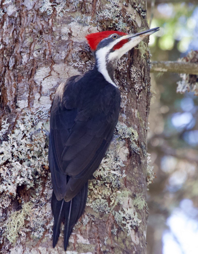 Pileated Woodpecker - ML539441801