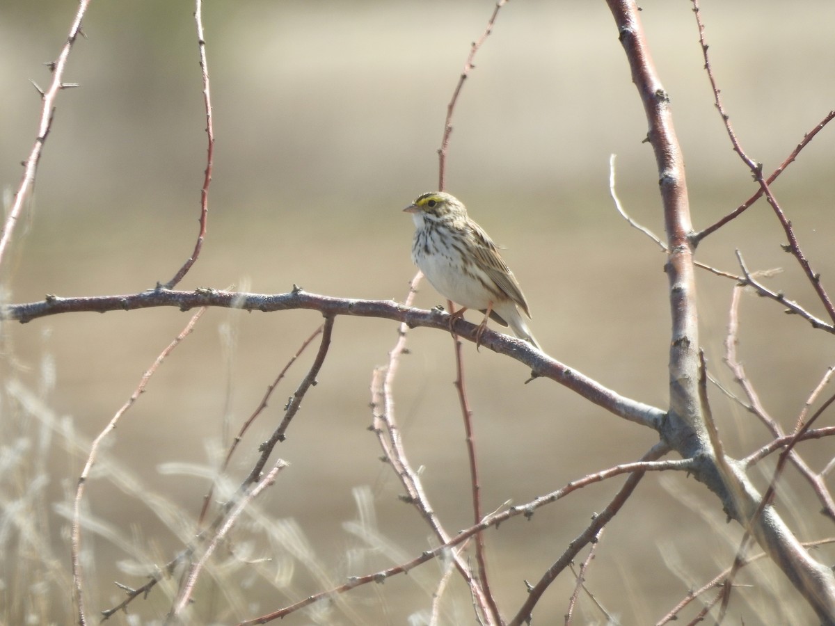 Savannah Sparrow - ML53944181