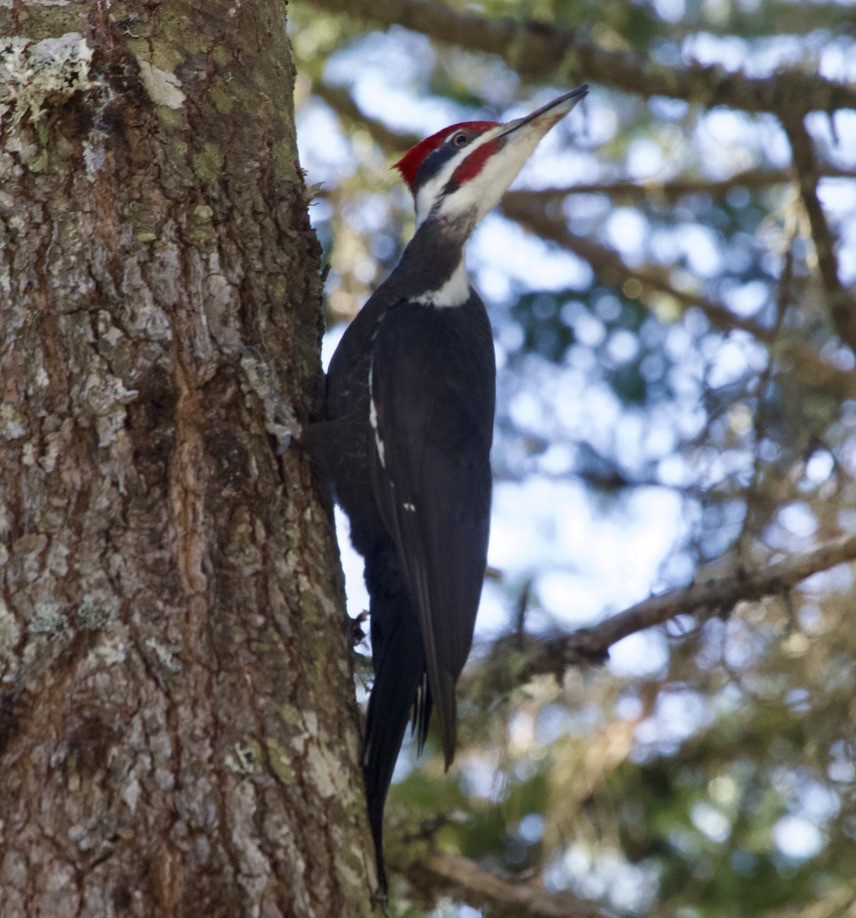 Pileated Woodpecker - ML539441911