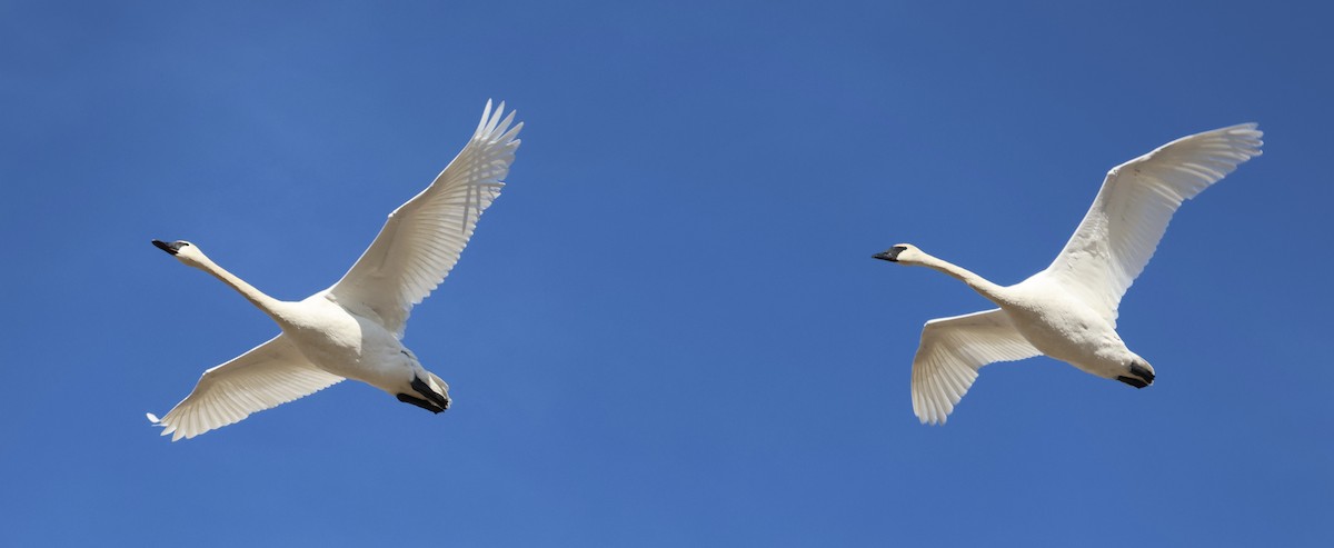 Trumpeter Swan - ML539442061