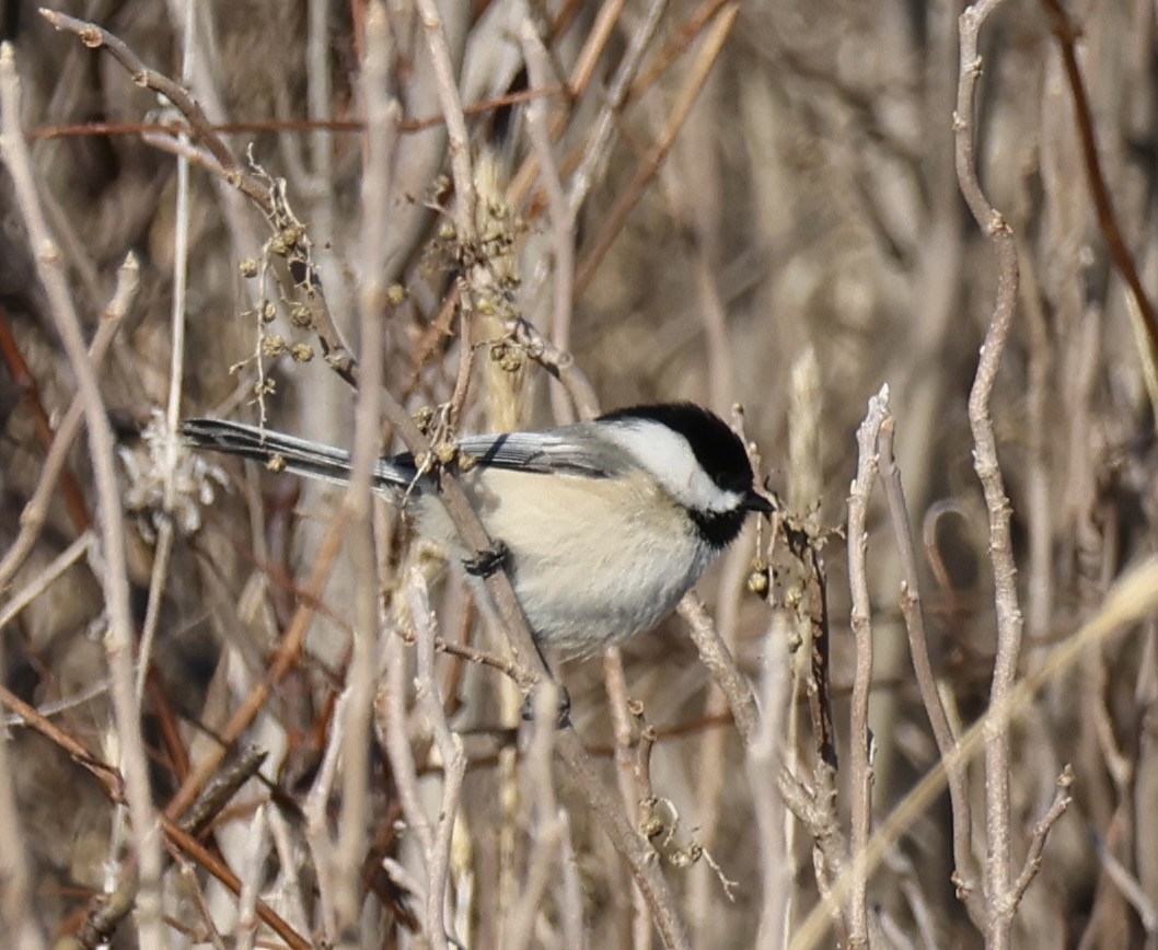 Black-capped Chickadee - ML539442171