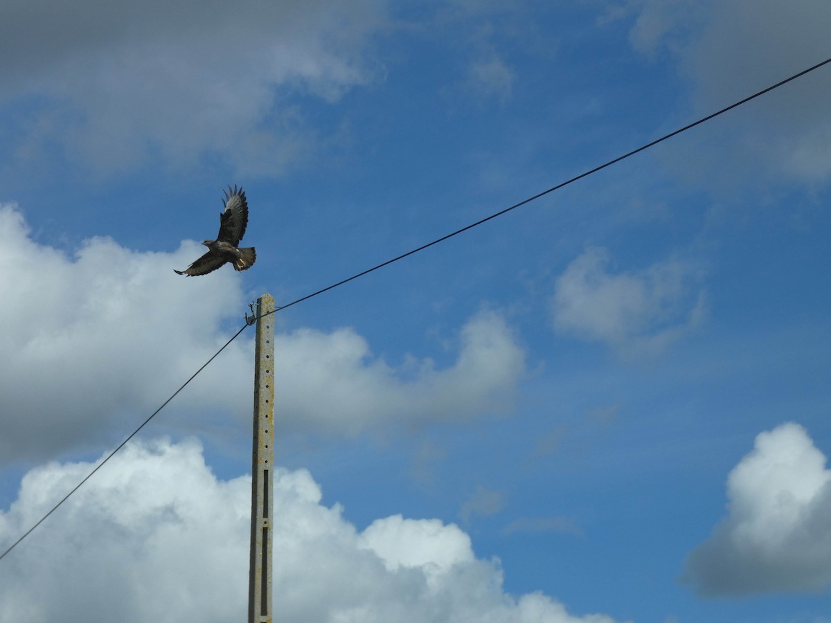 Common Buzzard - ML539442261