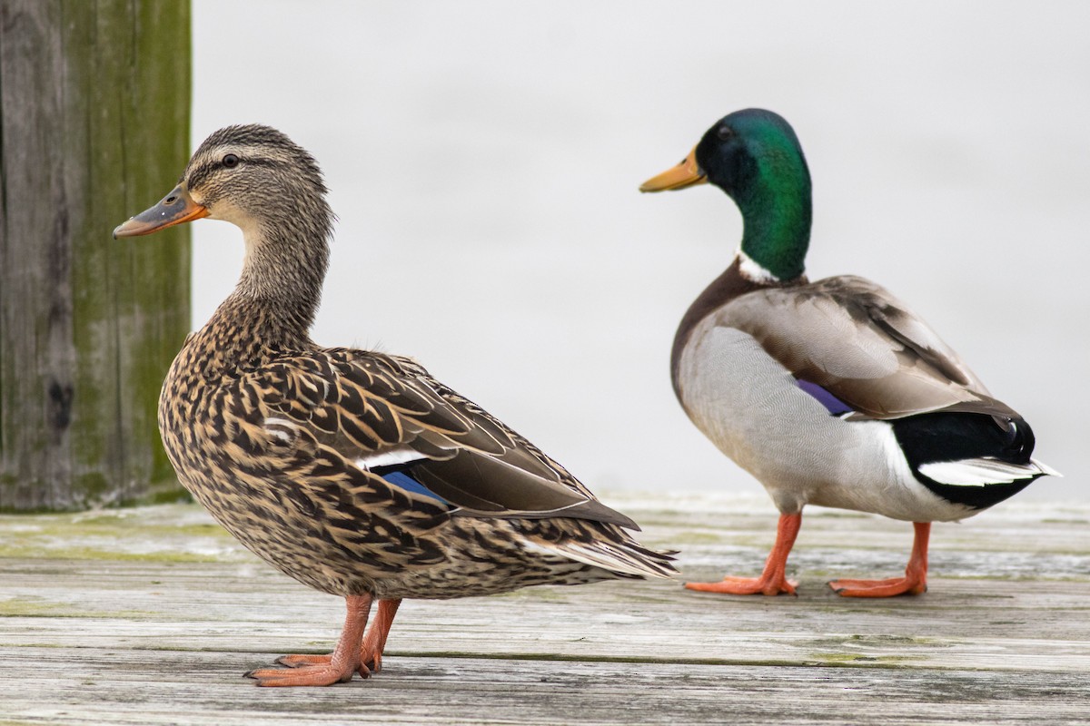 Canard colvert - ML539443511