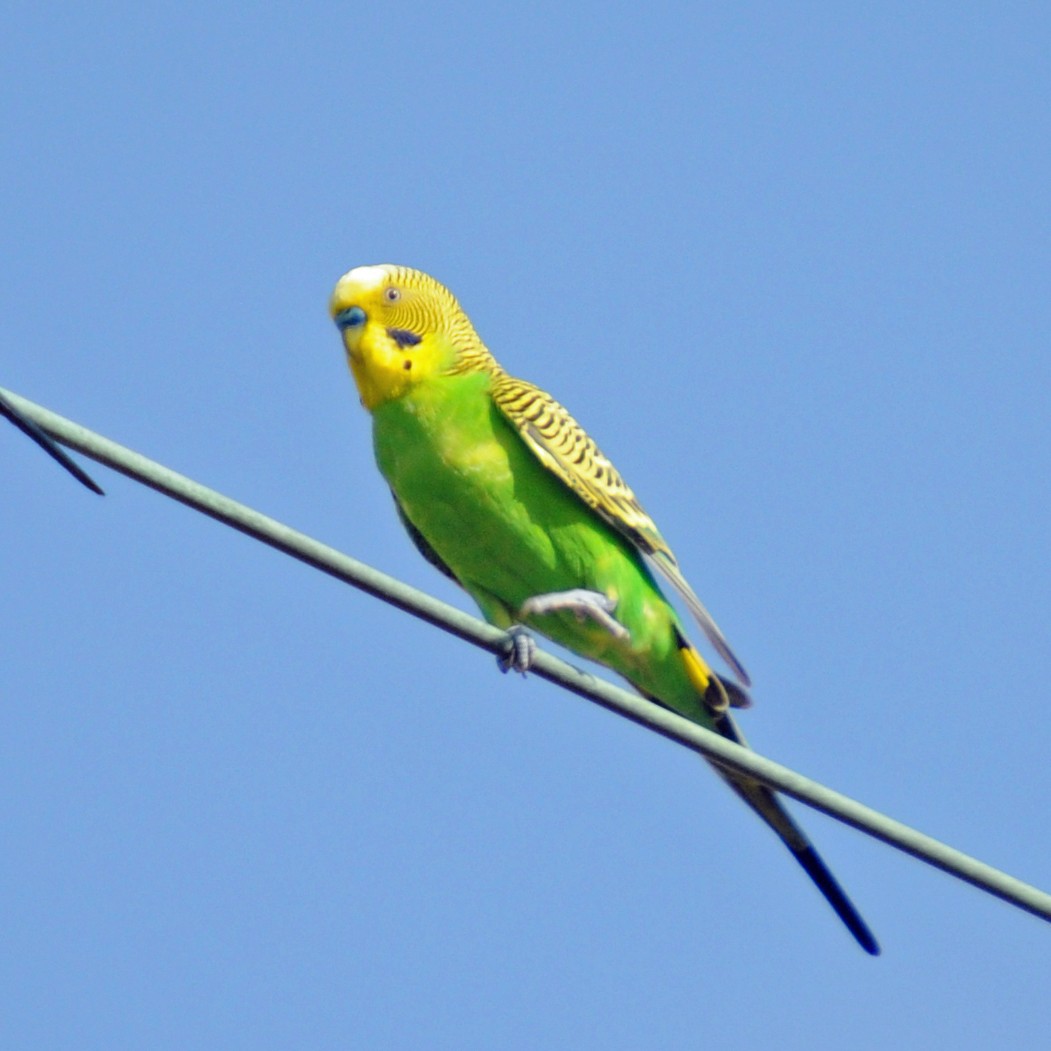 Budgerigar - ML539443771