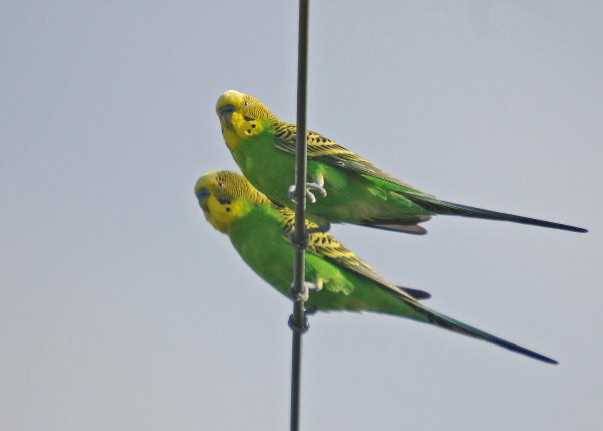 Budgerigar - ML539443781