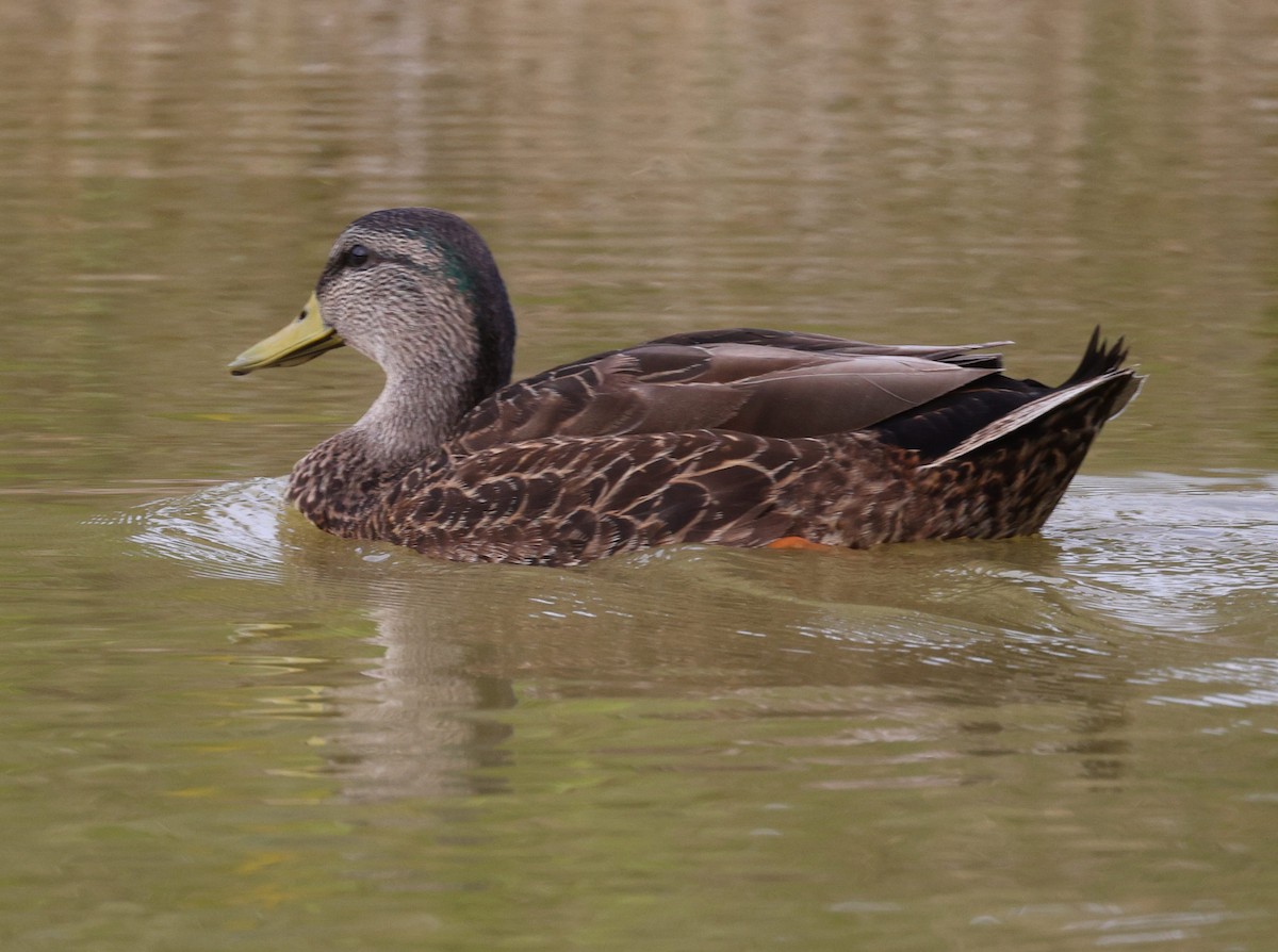 Canard noir - ML539444491