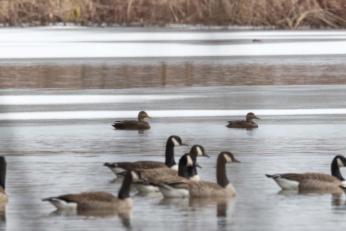 American Black Duck - ML539446581