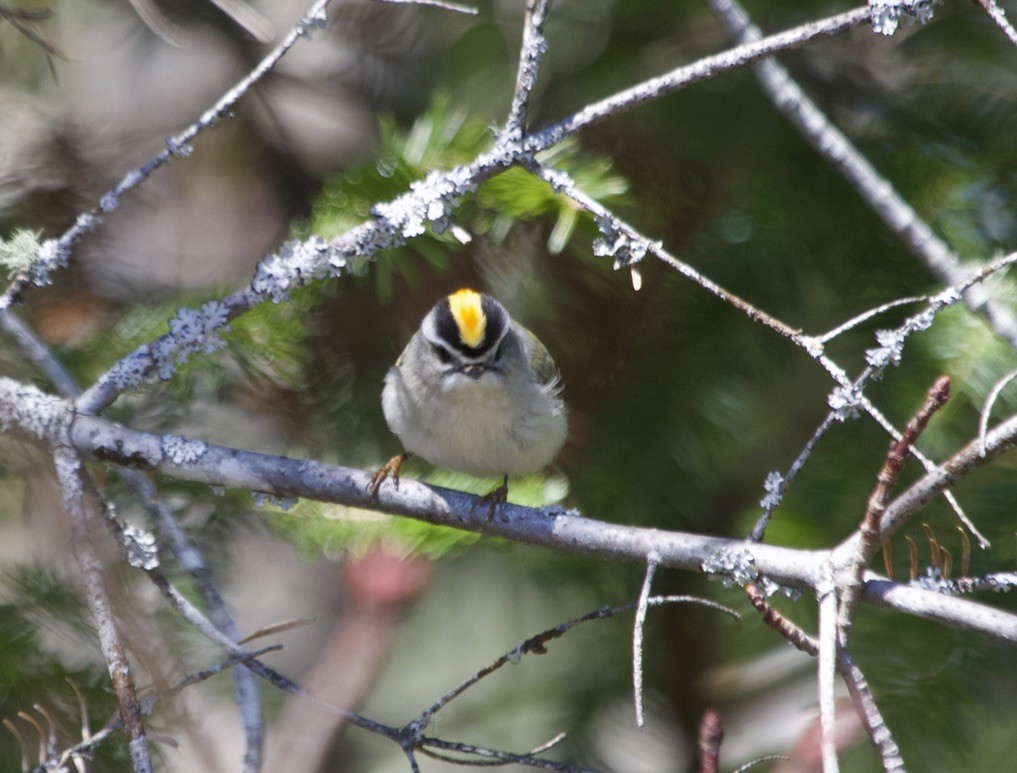 Golden-crowned Kinglet - jeffrey bearce