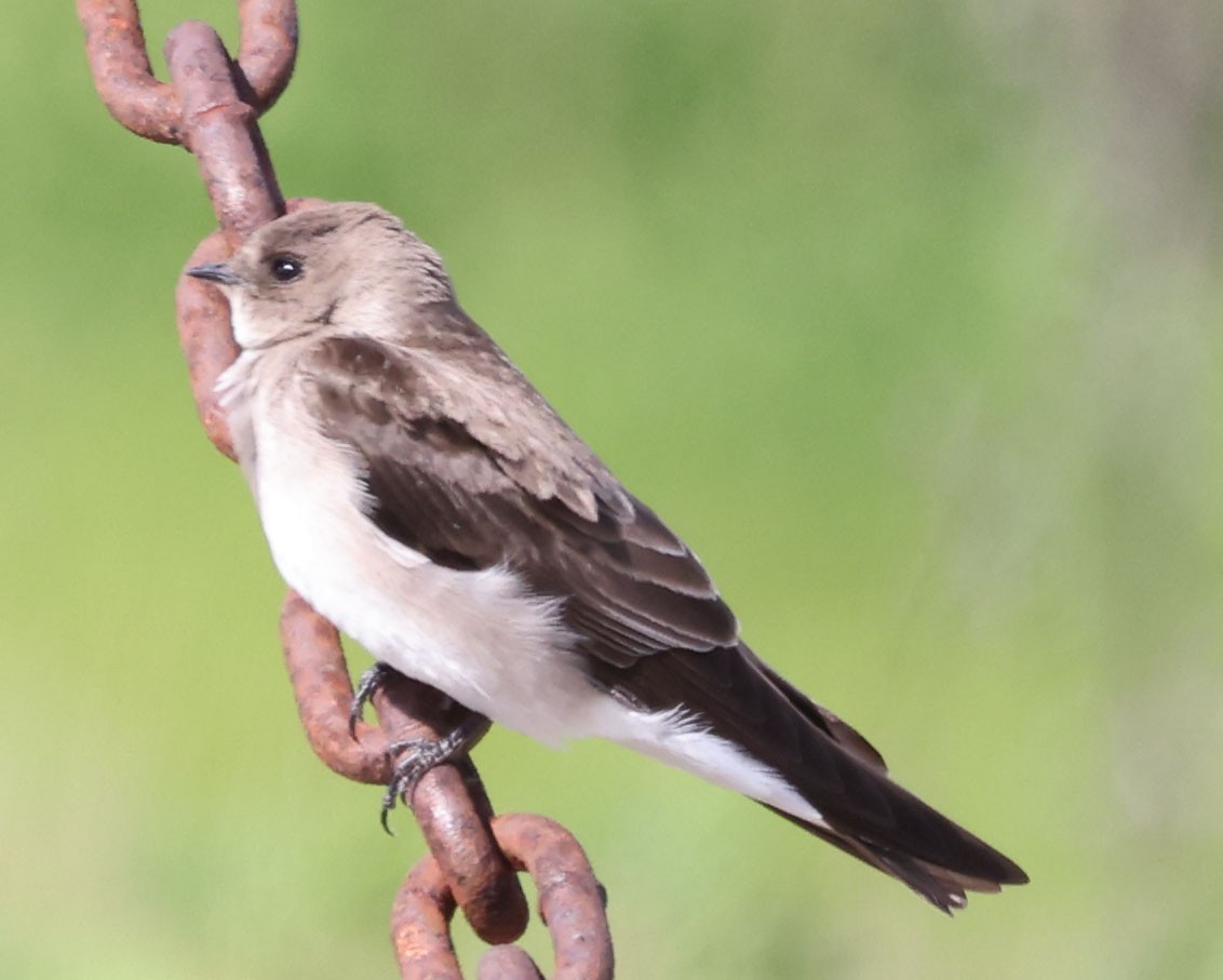 Hirondelle à ailes hérissées - ML539447451