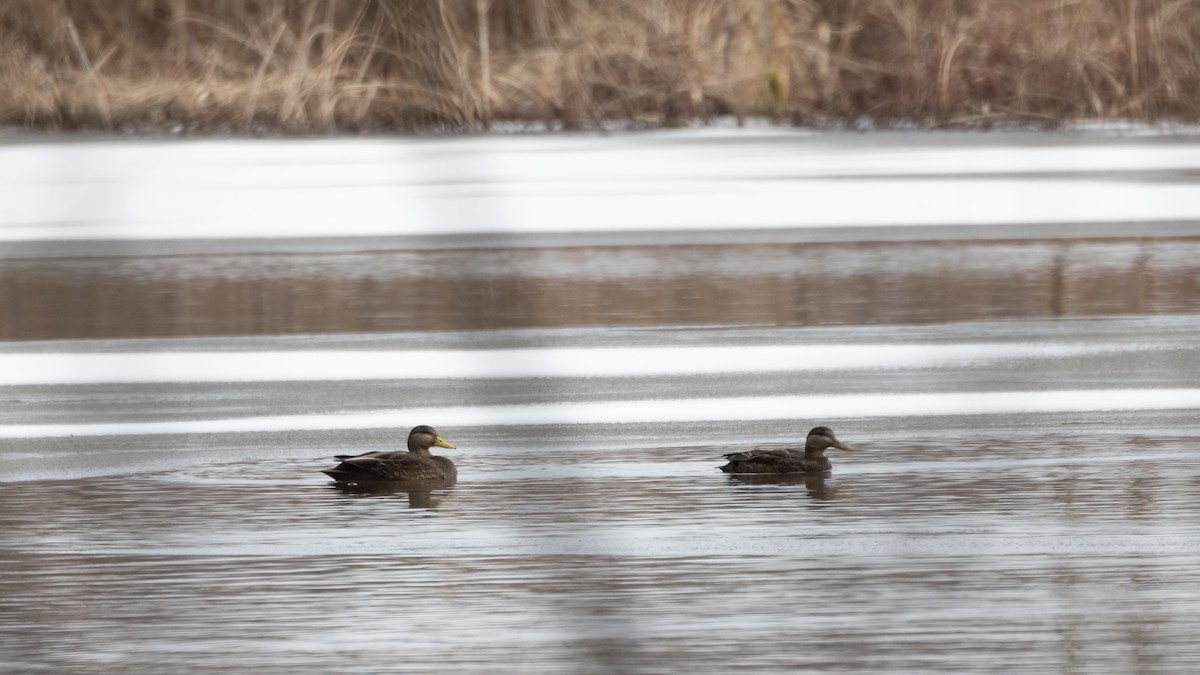 American Black Duck - ML539447801