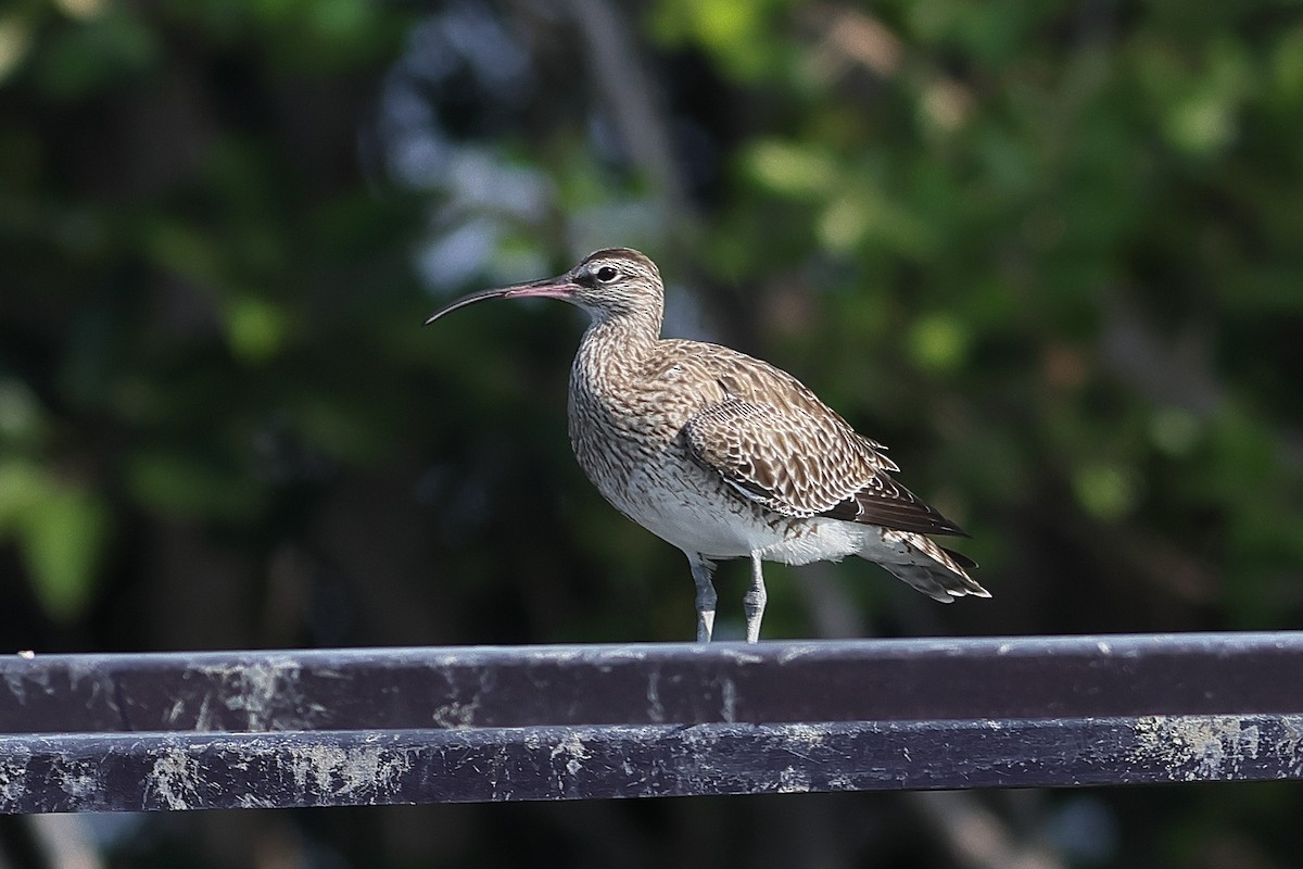 Whimbrel - John Mercer