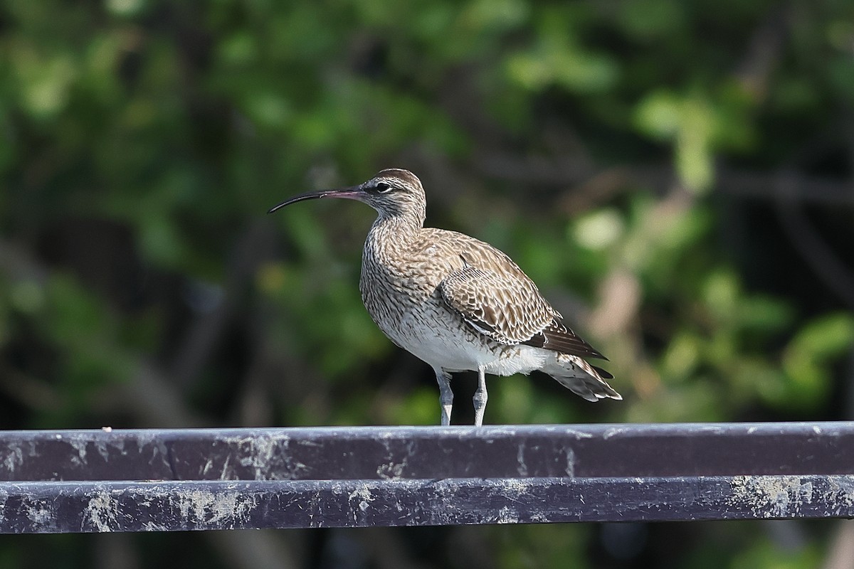 Whimbrel - John Mercer