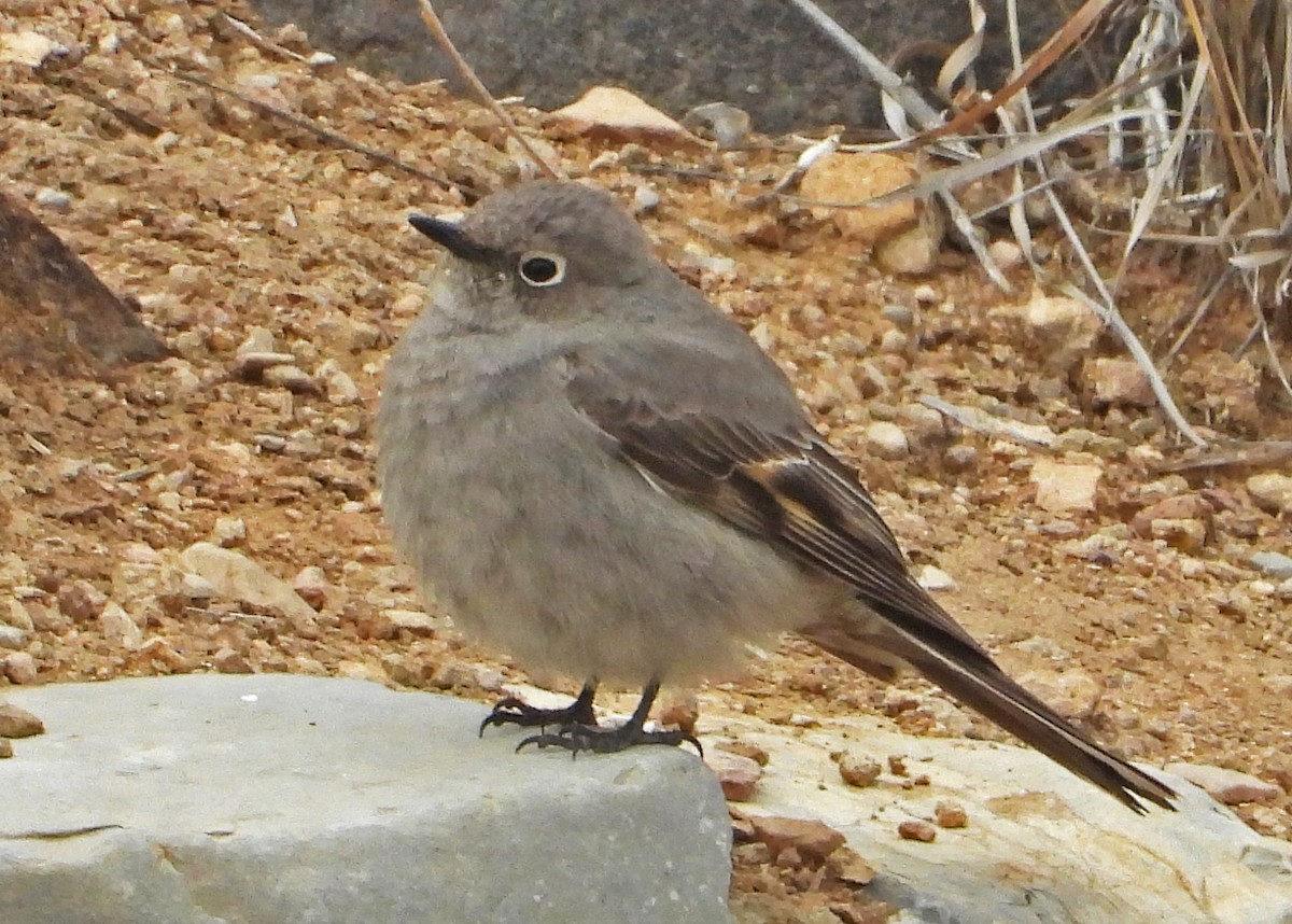 Townsend's Solitaire - ML539447881