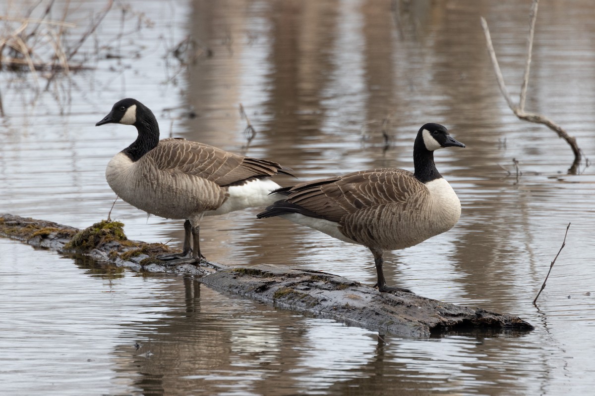 Canada Goose - ML539448851