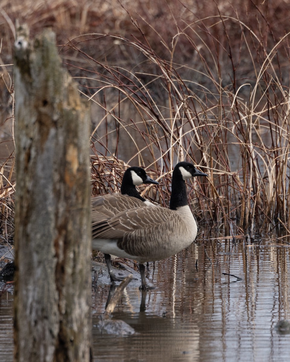 Canada Goose - ML539448861