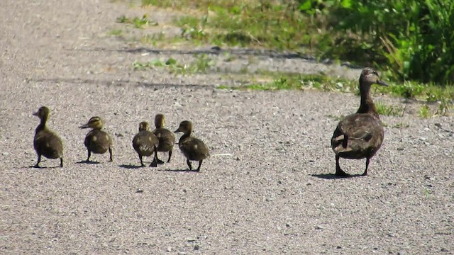 アメリカガモ - ML539449081