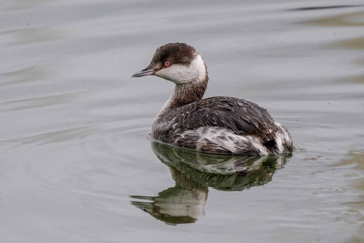 Horned Grebe - Susan Teefy