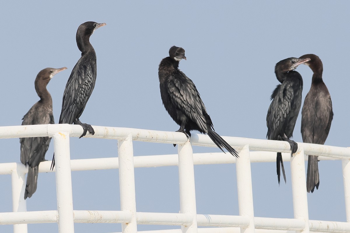 Little Cormorant - ML539450301