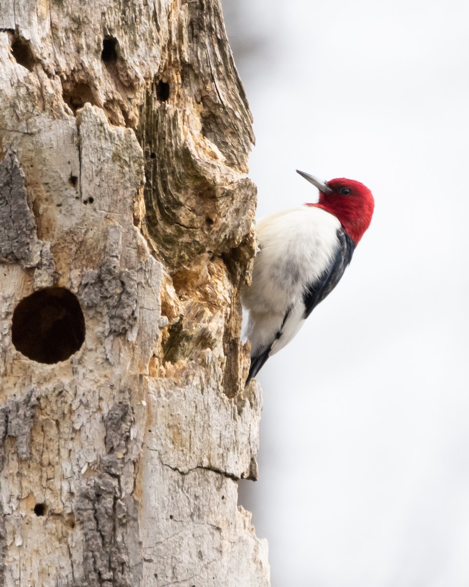 Red-headed Woodpecker - ML539450461