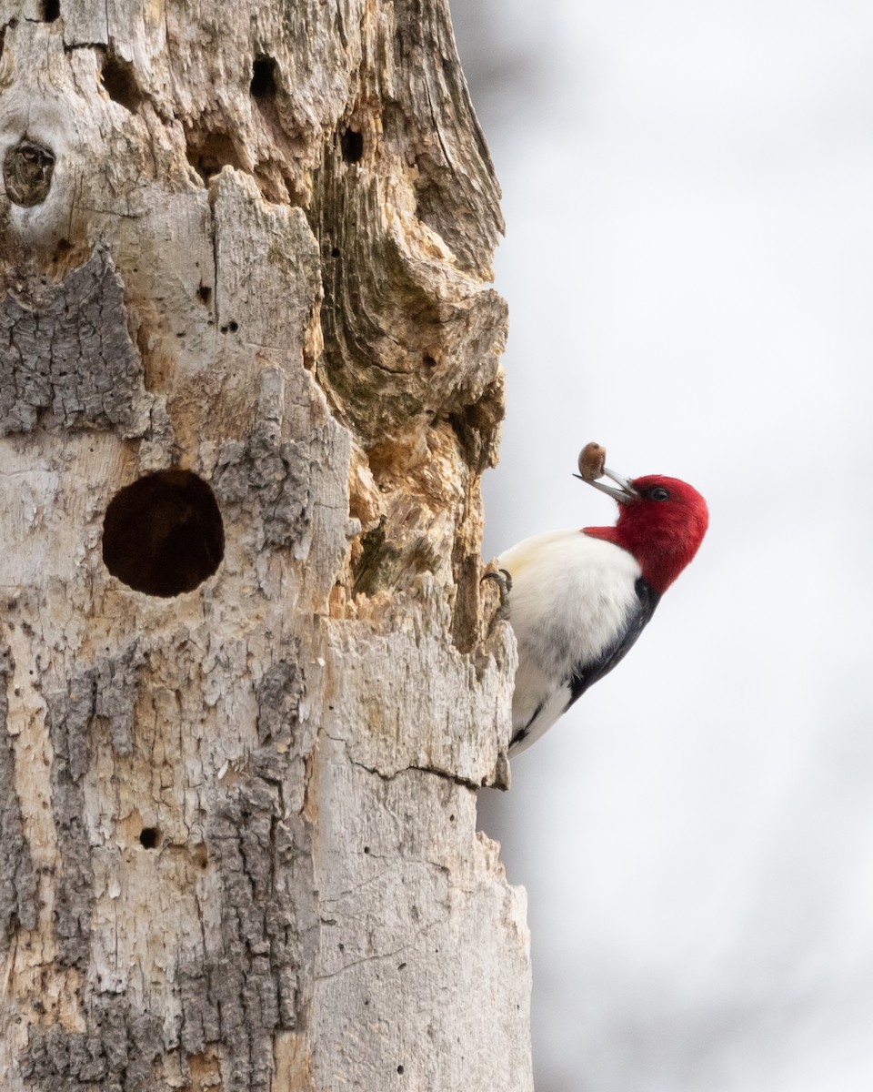 Red-headed Woodpecker - ML539450471