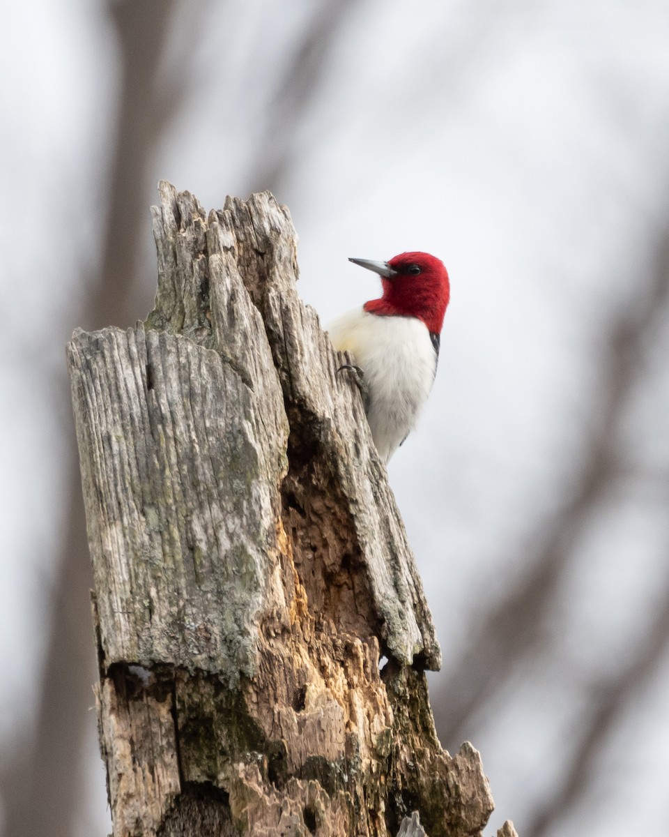 Red-headed Woodpecker - ML539450481