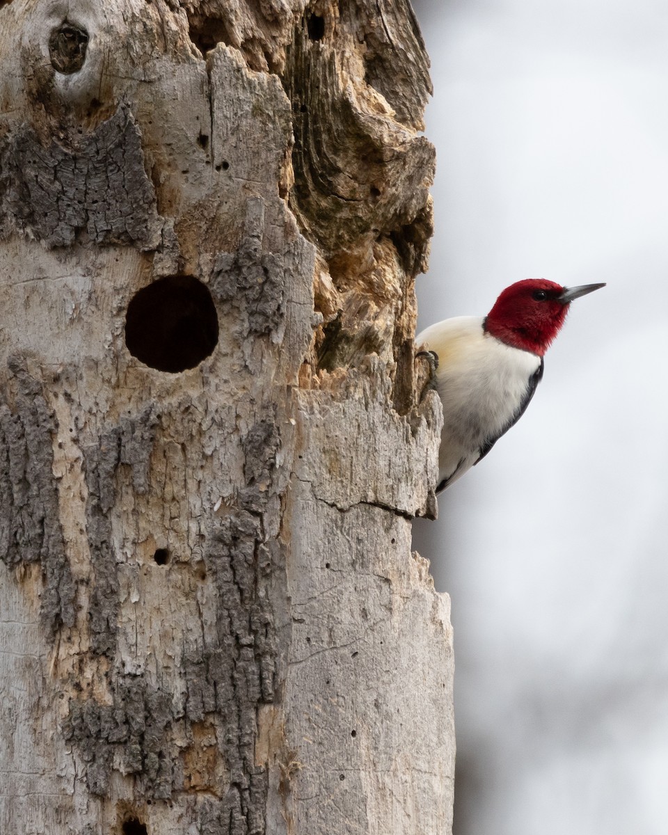 Red-headed Woodpecker - Patrick Robinson