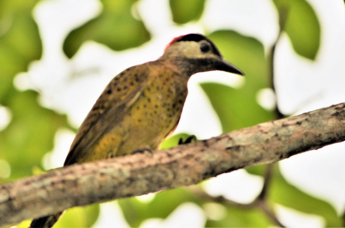 Spot-breasted Woodpecker - ML539450521