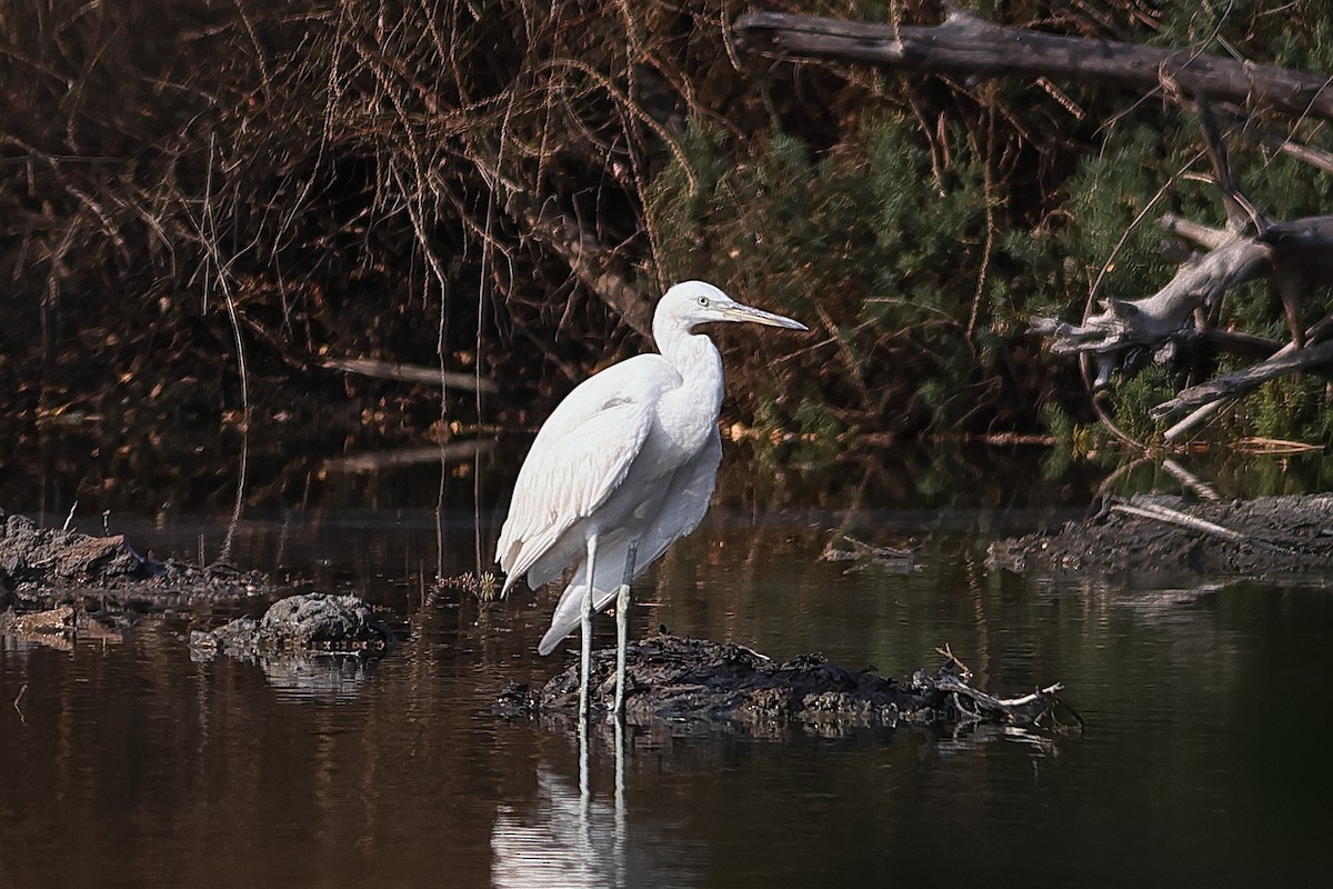 Chinese Egret - ML539450731